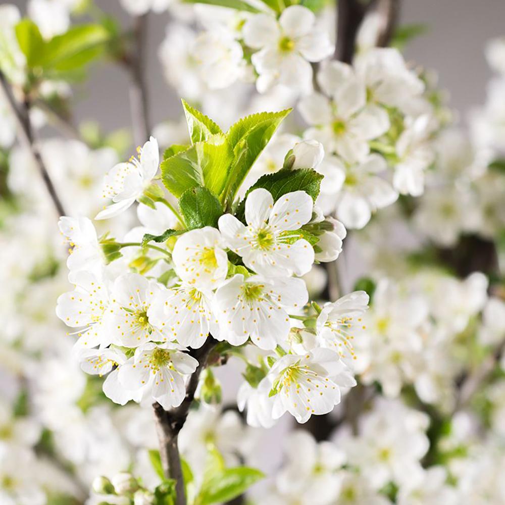 Cires Amar Rheinische Schattemmorelle