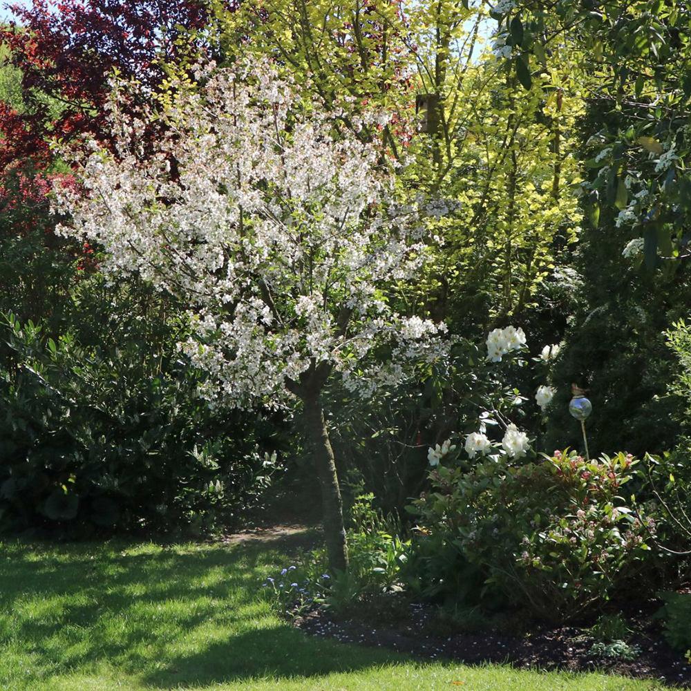 Cires Amar Rheinische Schattemmorelle