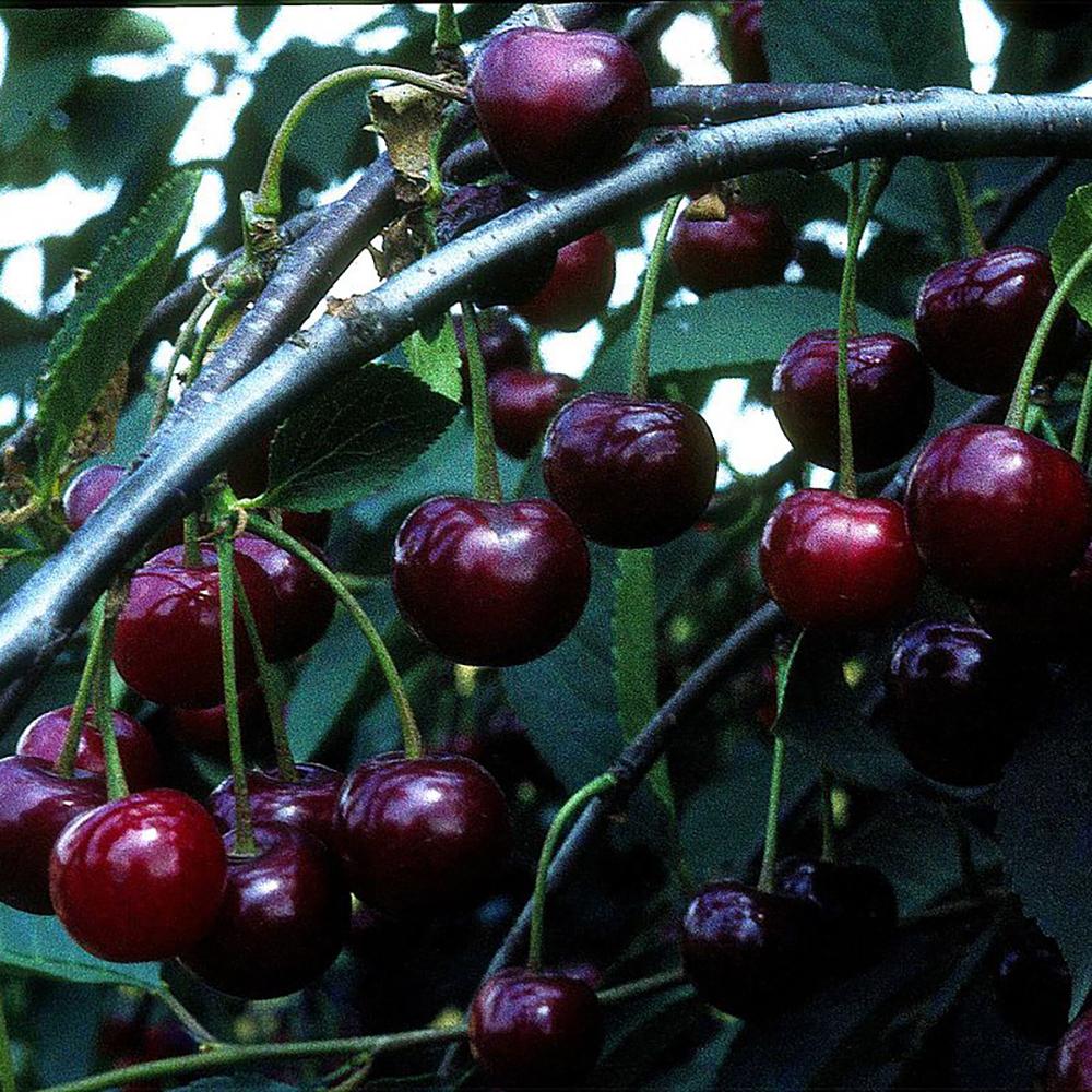 Cires Amar Rheinische Schattemmorelle