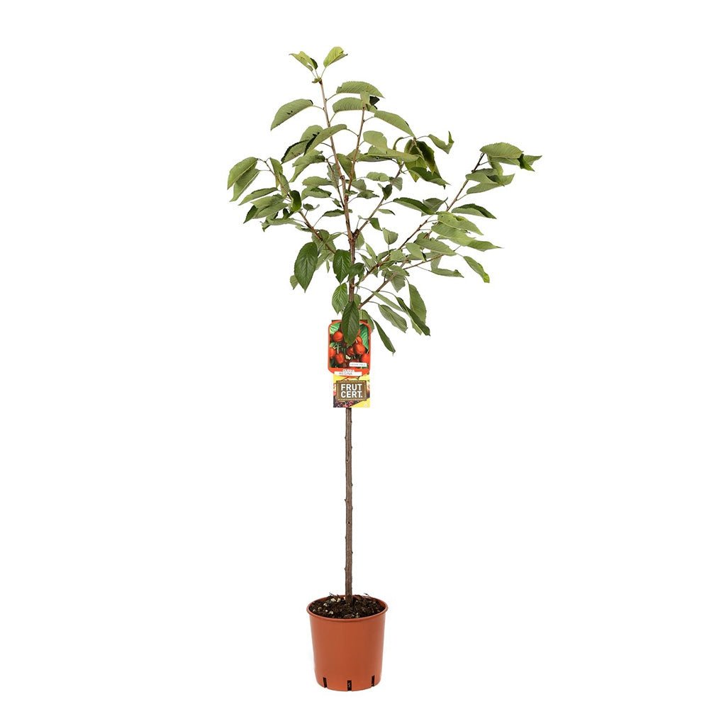 Ciresul (Prunus Avium) Regina, cu fructe dulci rosu inchis