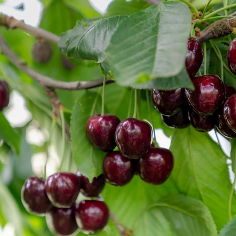 Ciresul (Prunus Avium) Regina, cu fructe dulci rosii-inchis - VERDENA-Tulpina de 90 cm inaltime, livrat in ghiveci de 8 l