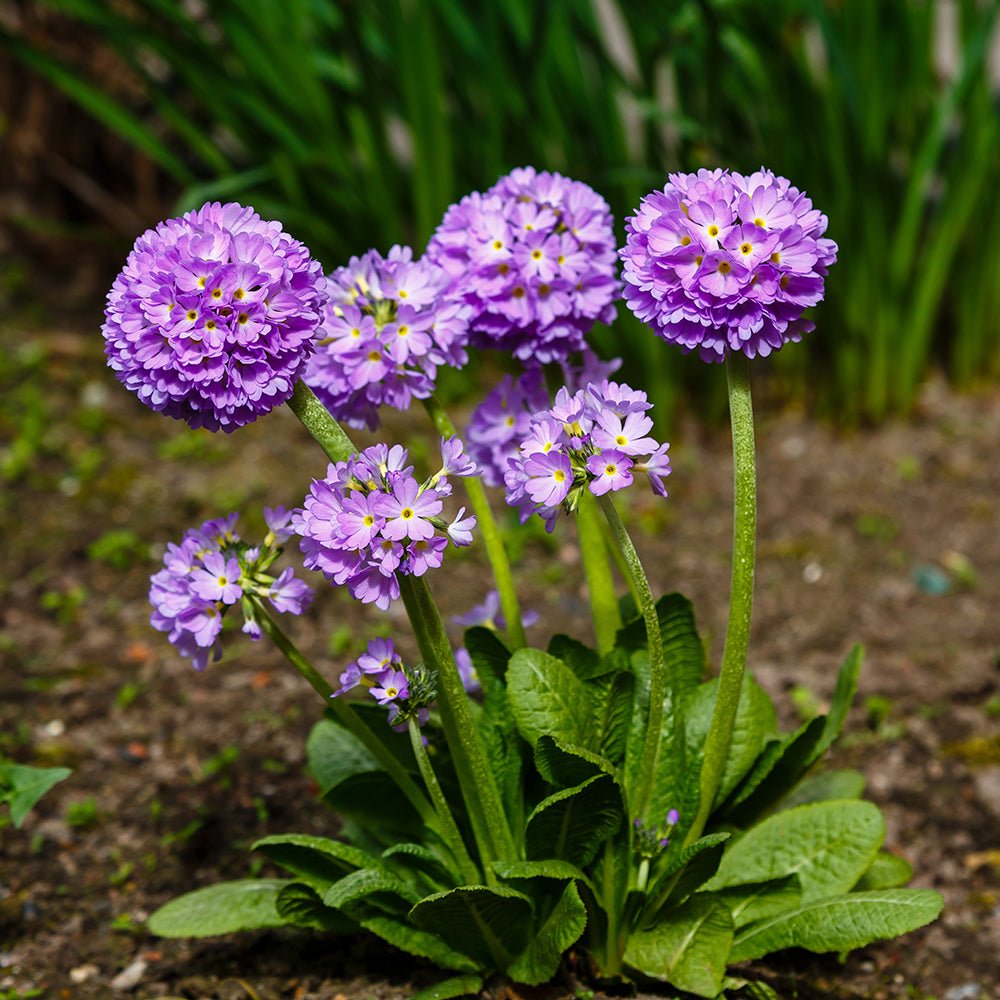 Ciubotica Cucului (Primula) Blue Selection