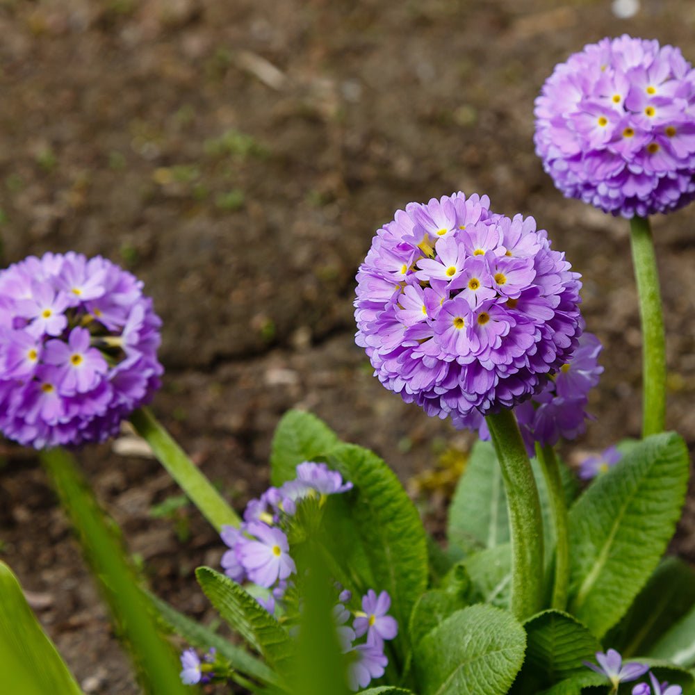 Ciubotica Cucului (Primula) Blue Selection