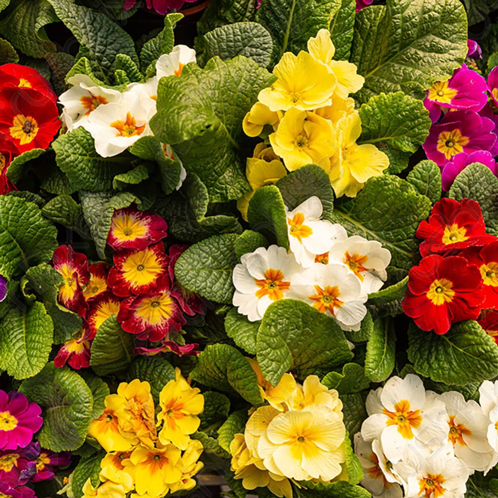 Ciubotica Cucului (Primula Acaulis) - Mix Culori (5 Buc.)