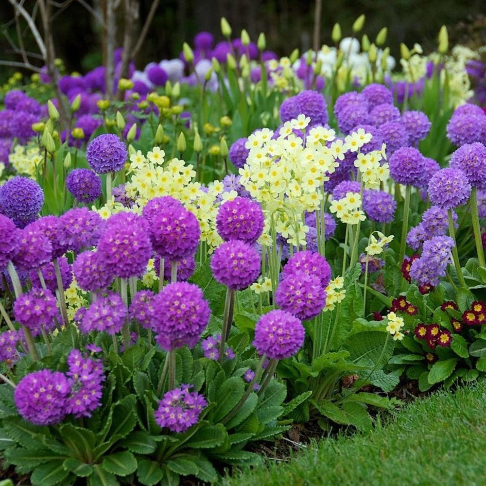 Ciubotica Cucului (Primula) Blue Selection