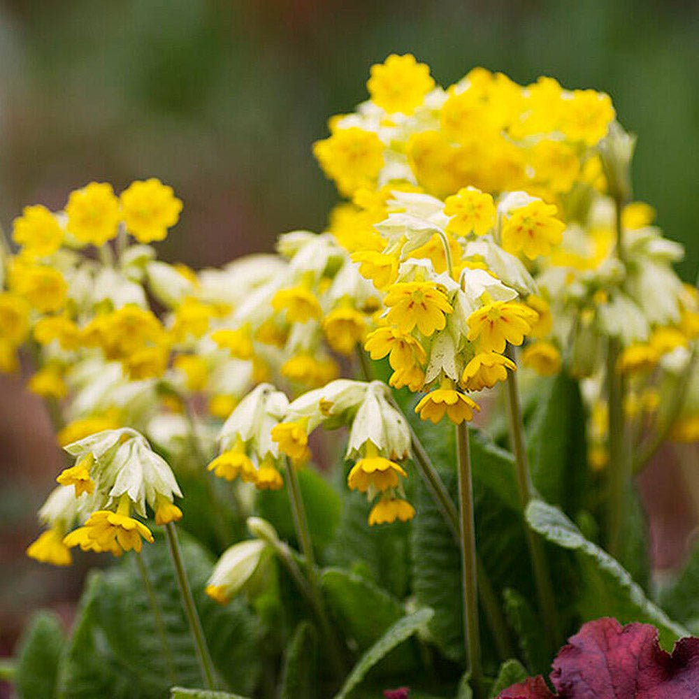 Ciubotica Cucului (Primula) Cabrillo Dark/Yellow