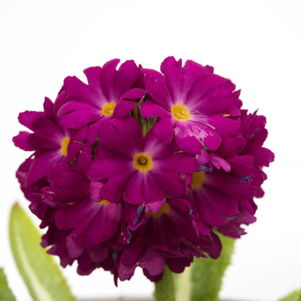 Ciubotica Cucului (Primula) Rubin