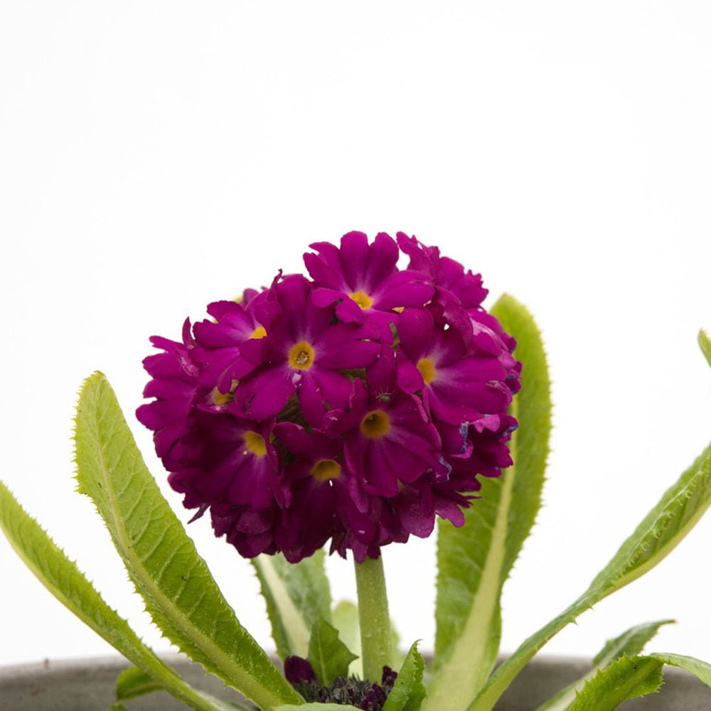 Ciubotica Cucului (Primula) Rubin