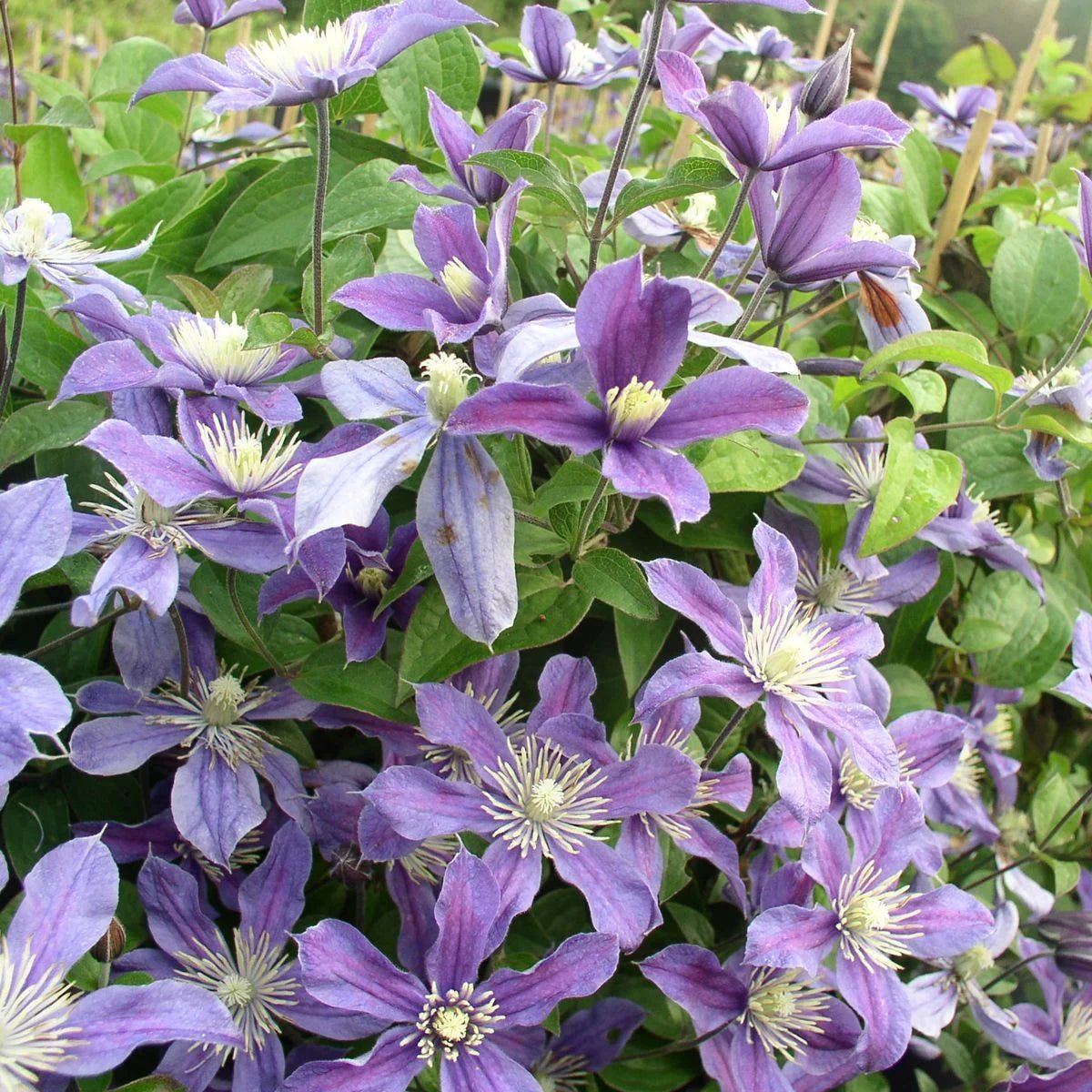 Clematis (Clematita) Arabella, cu flori albastre-violet, cataratoare