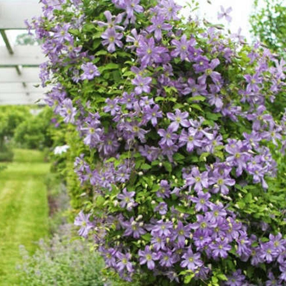 Clematis (Clematita) Arabella, cu flori albastre-violet, cataratoare