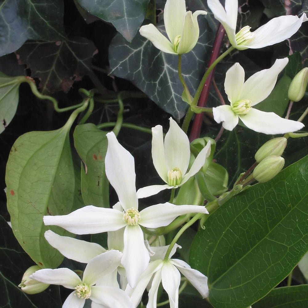 Clematis Armandii, cu Flori Albe, Cataratoare