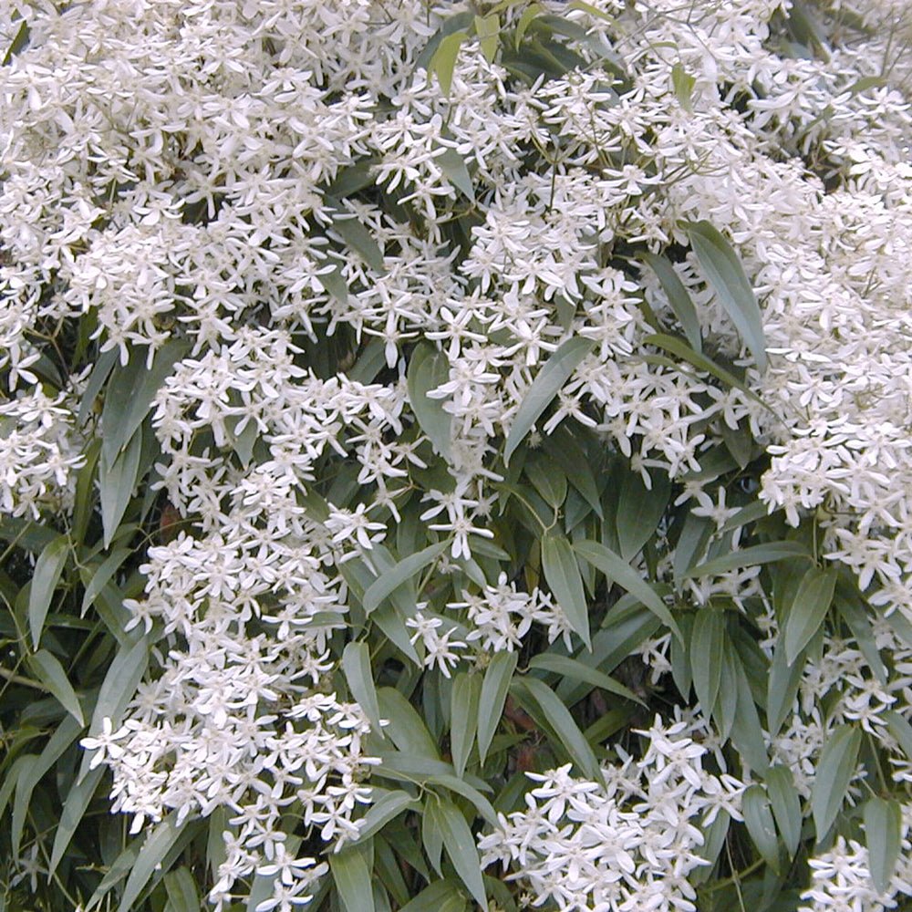 Clematis Armandii, cu Flori Albe, Cataratoare