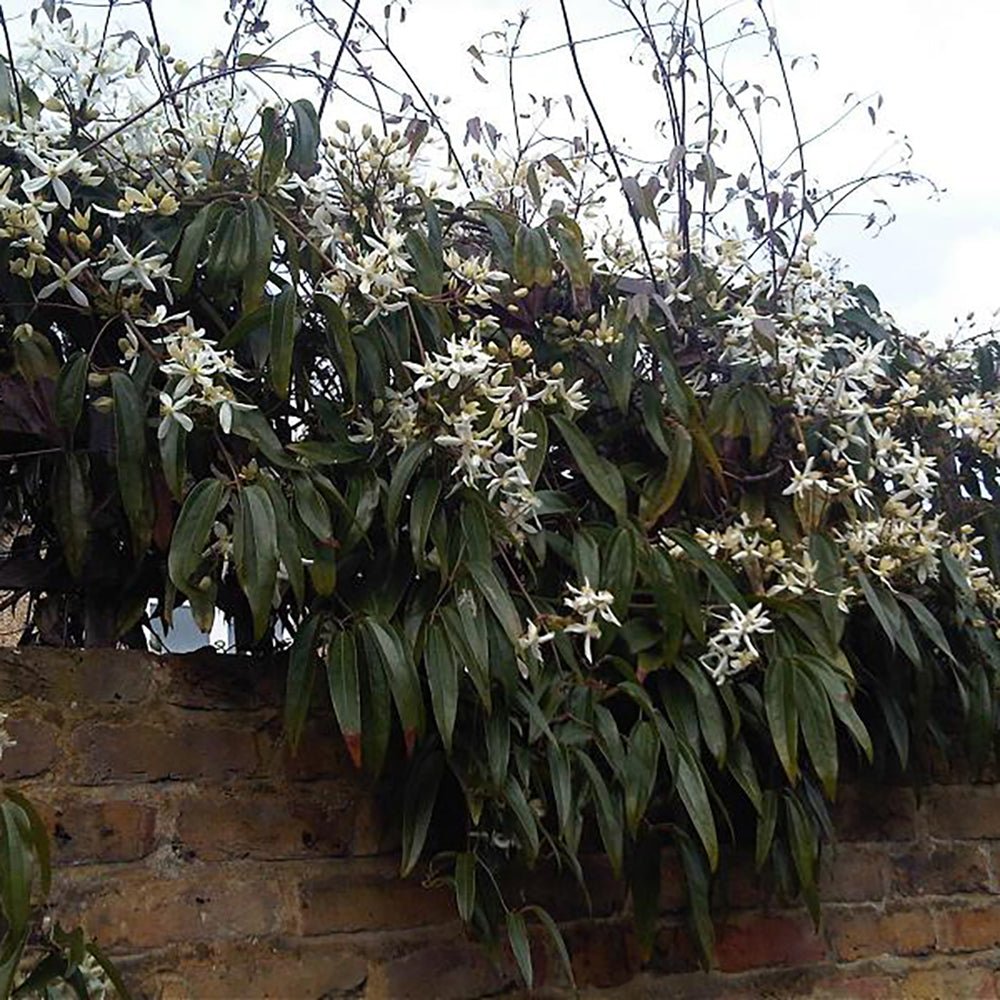 Clematis Armandii, cu Flori Albe, Cataratoare