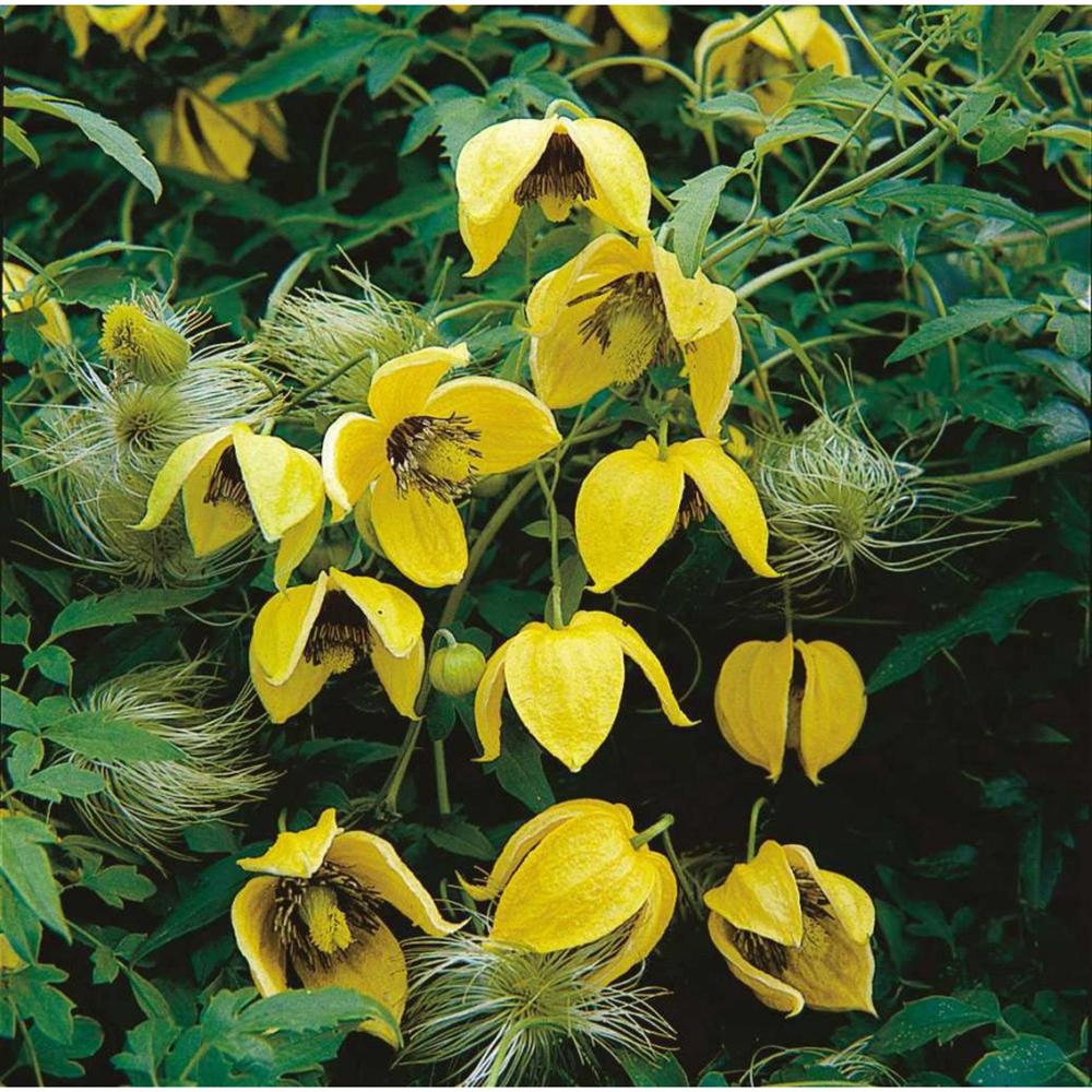 Clematis Bill Mackenzie, cu Flori Galbene Cataratoare