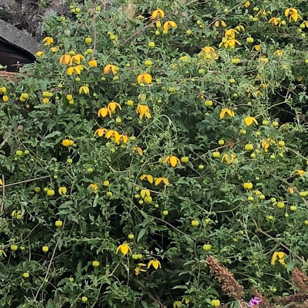 Clematis Bill Mackenzie, cu Flori Galbene Cataratoare