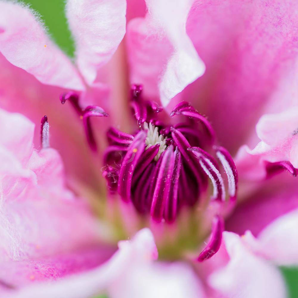 Clematis Captitaine Thuilleaux, cu Flori Roz-Albe Cataratoare