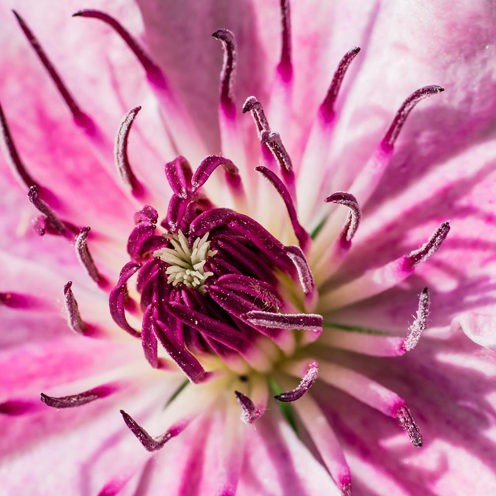 Clematis Captitaine Thuilleaux, cu Flori Roz-Albe Cataratoare