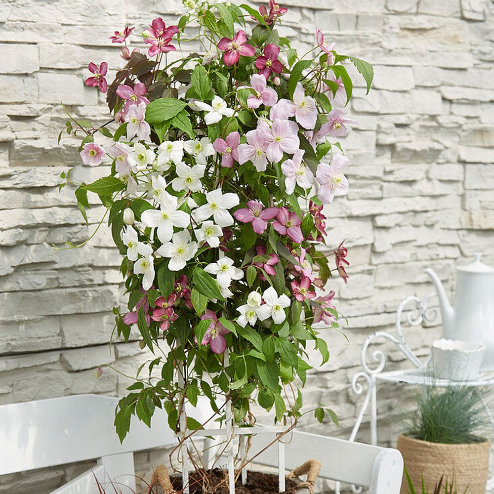 Clematis (Clematita) Carnaval Tricolor, cu flori albe-roz-lila, cataratoare