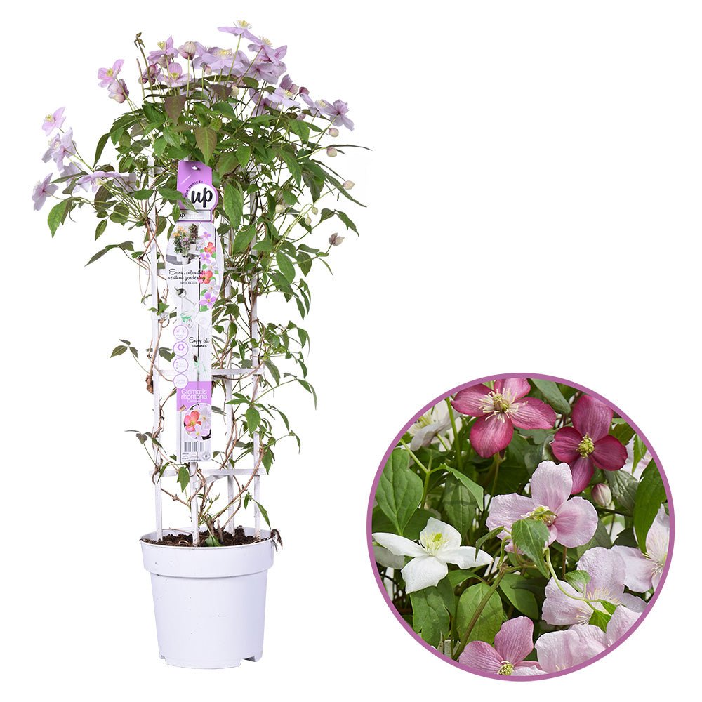 Clematis (Clematita) Carnaval Tricolor, cu flori albe-roz-lila, cataratoare
