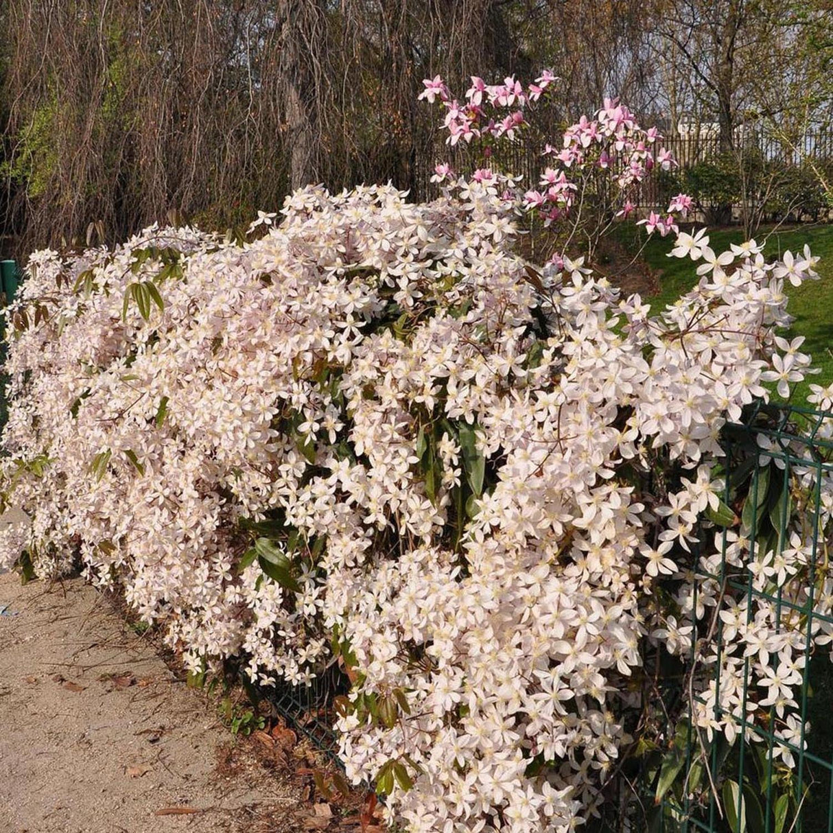 Clematis Apple Blossom cu flori roz-crem, cataratoare, parfum delicat