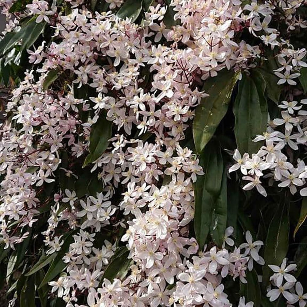 Clematis Apple Blossom cu flori roz-crem, cataratoare, parfum delicat