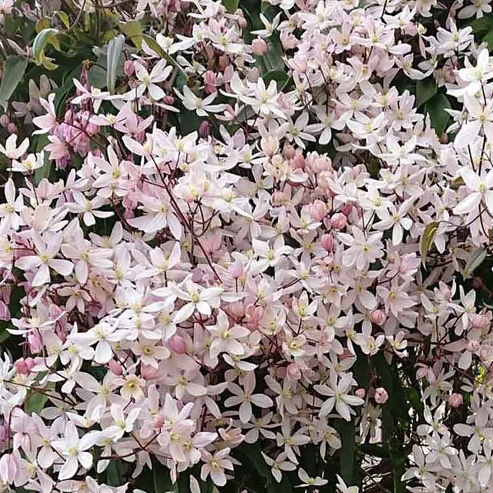 Clematis Apple Blossom cu flori roz-crem, cataratoare, parfum delicat
