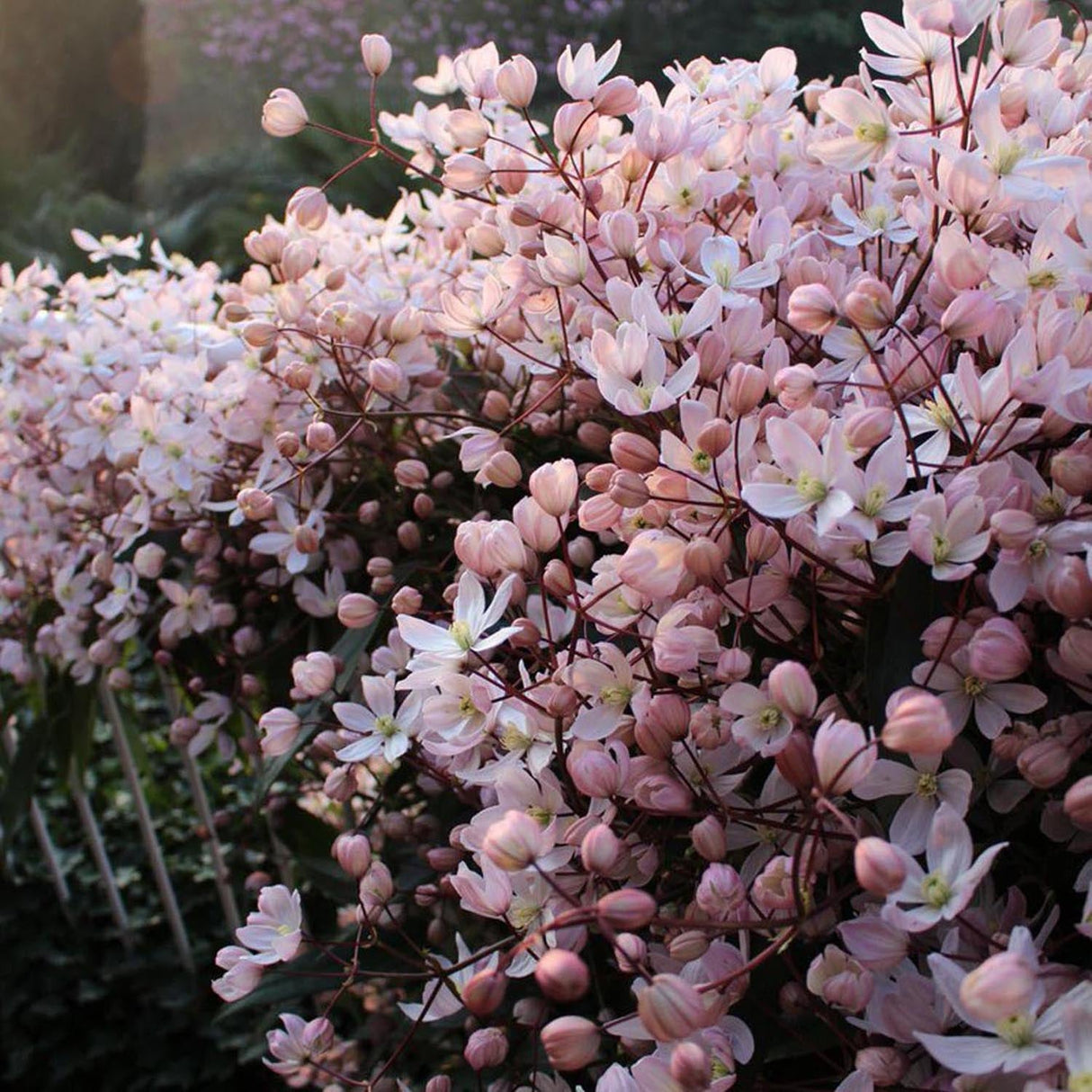 Clematis Apple Blossom cu flori roz-crem, cataratoare, parfum delicat