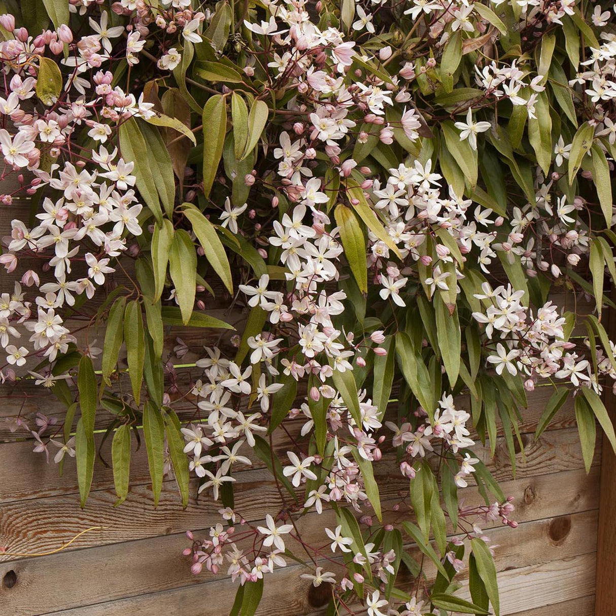 Clematis Apple Blossom cu flori roz-crem, cataratoare, parfum delicat