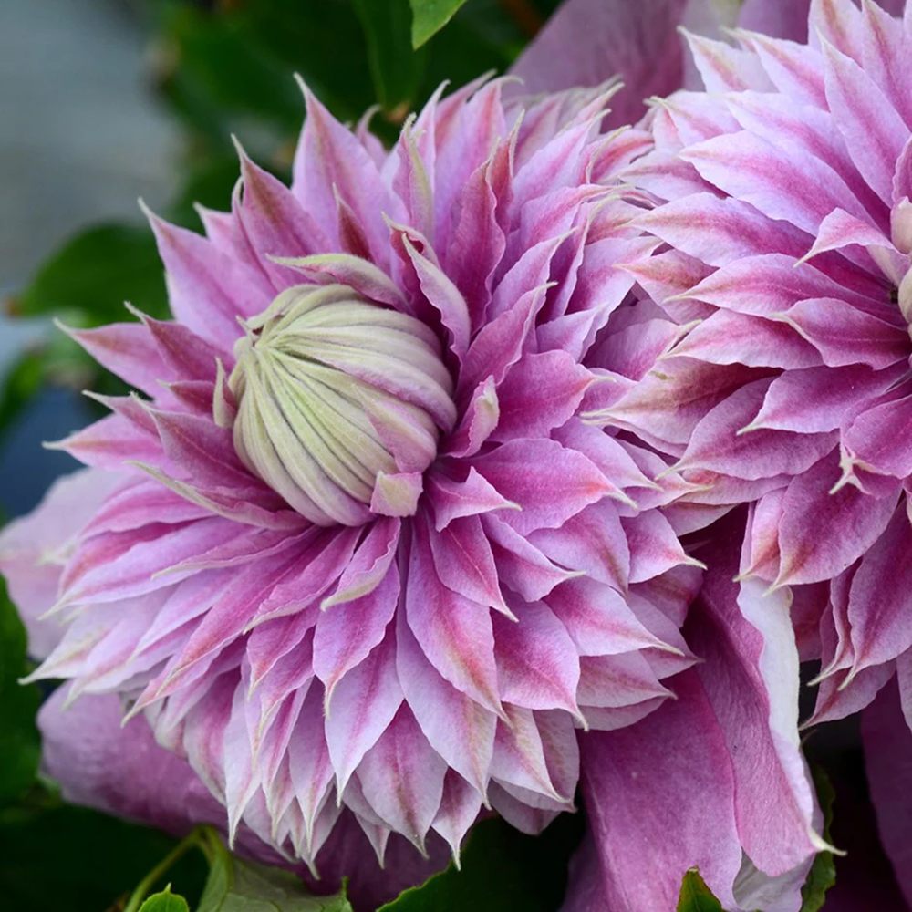 Clematis (Clematita) Josephine Regal, cu flori roz-pal, cataratoare