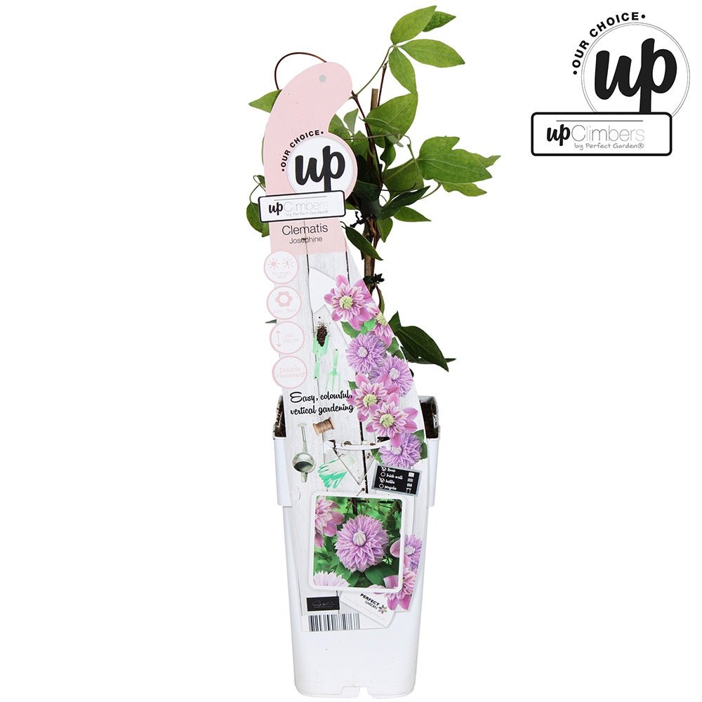 Clematis (Clematita) Josephine Regal, cu flori roz-pal, cataratoare