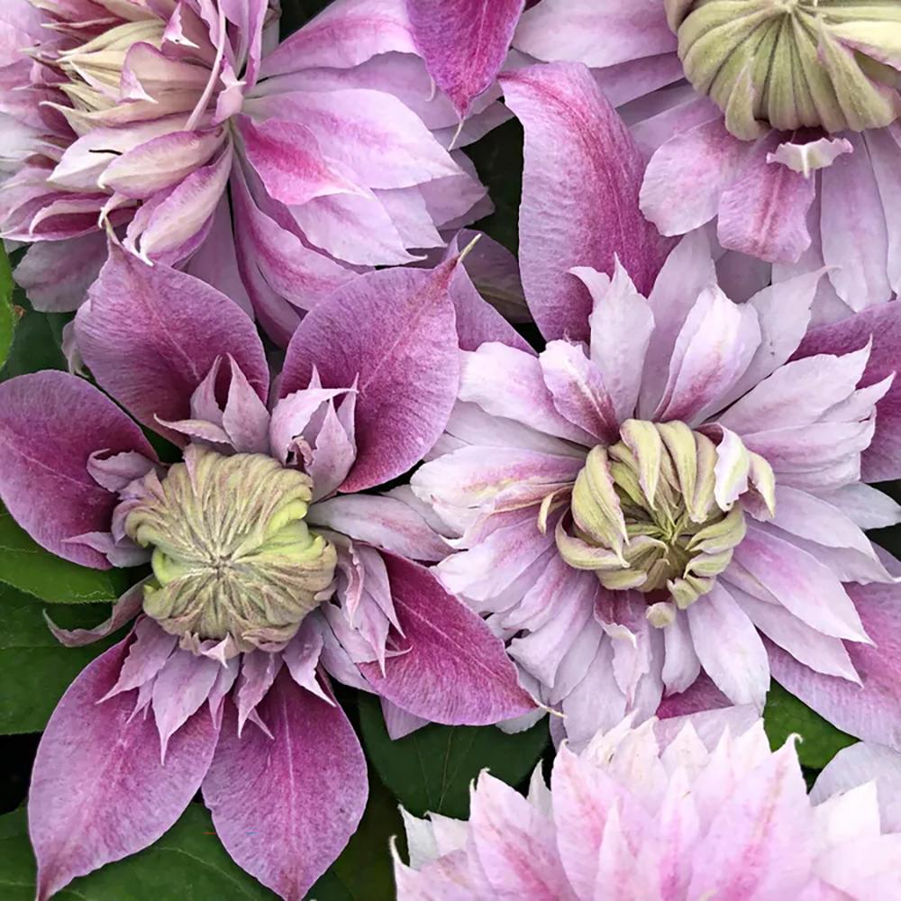 Clematis (Clematita) Josephine Regal, cu flori roz-pal, cataratoare