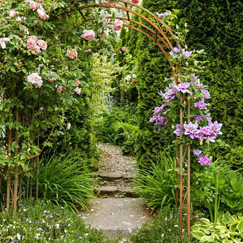 Clematis (Clematita) Josephine Regal, cu flori roz-pal, cataratoare