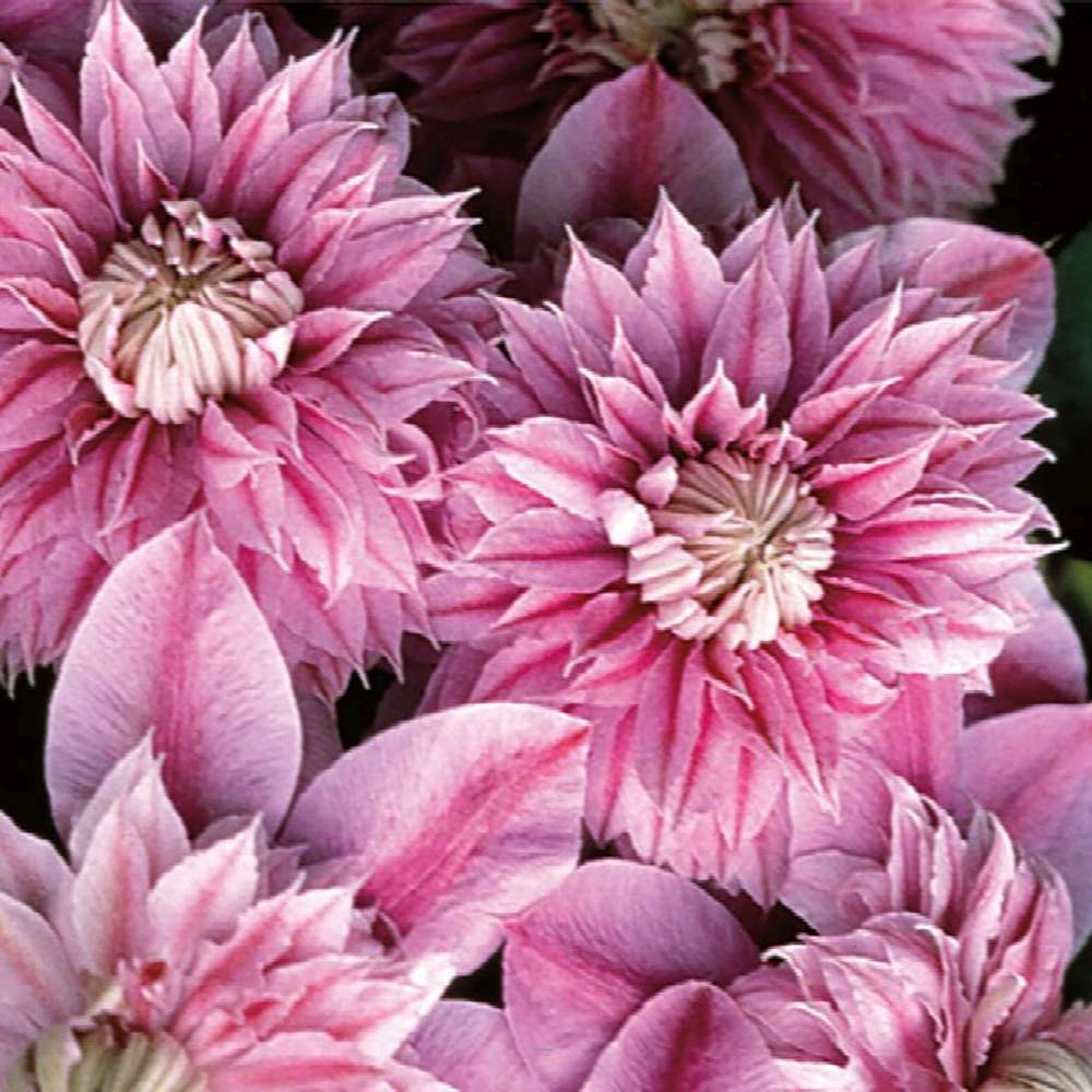 Clematis (Clematita) Josephine Regal, cu flori roz-pal, cataratoare