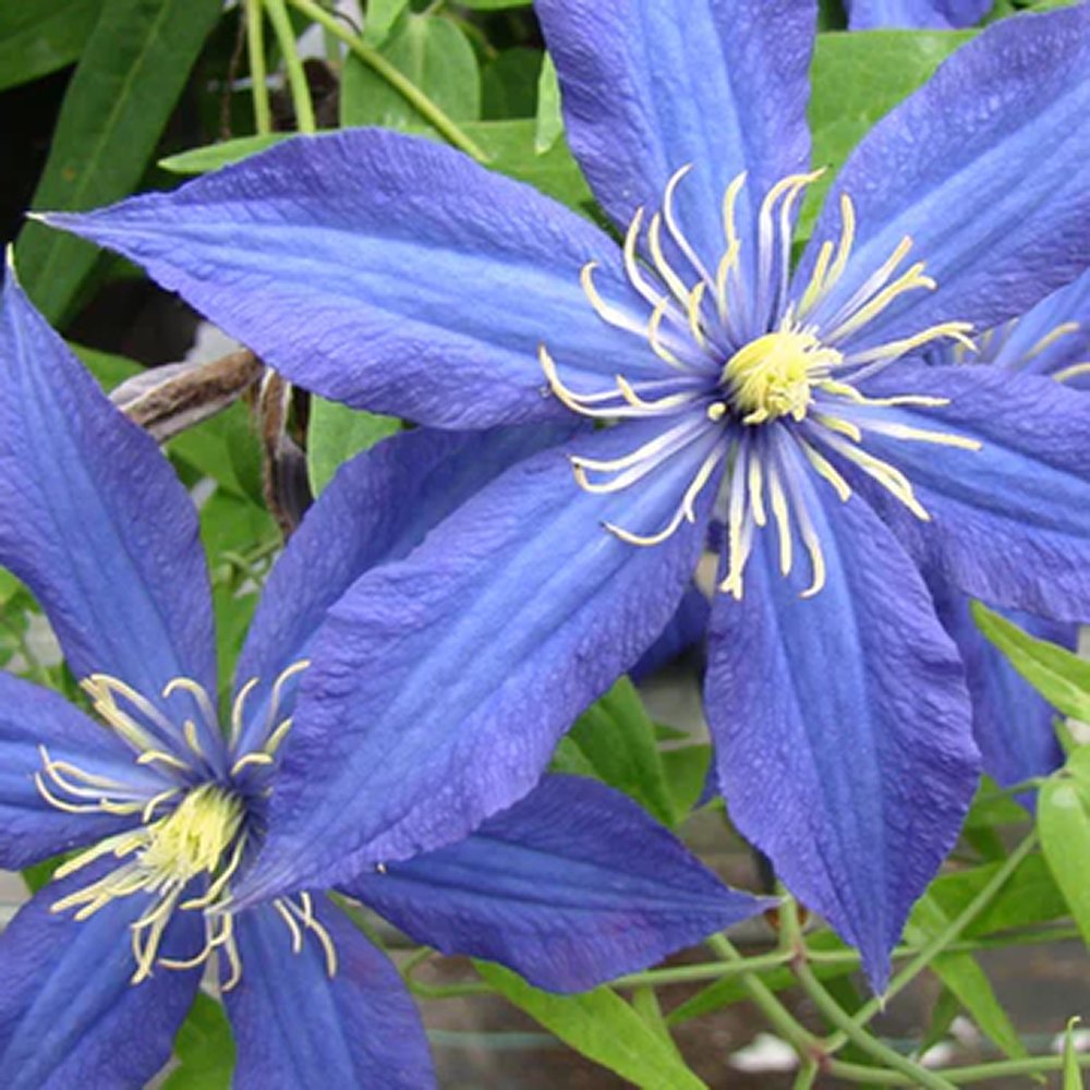 Clematis (Clematita) Rhapsody, cu flori albastre-violet, cataratoare