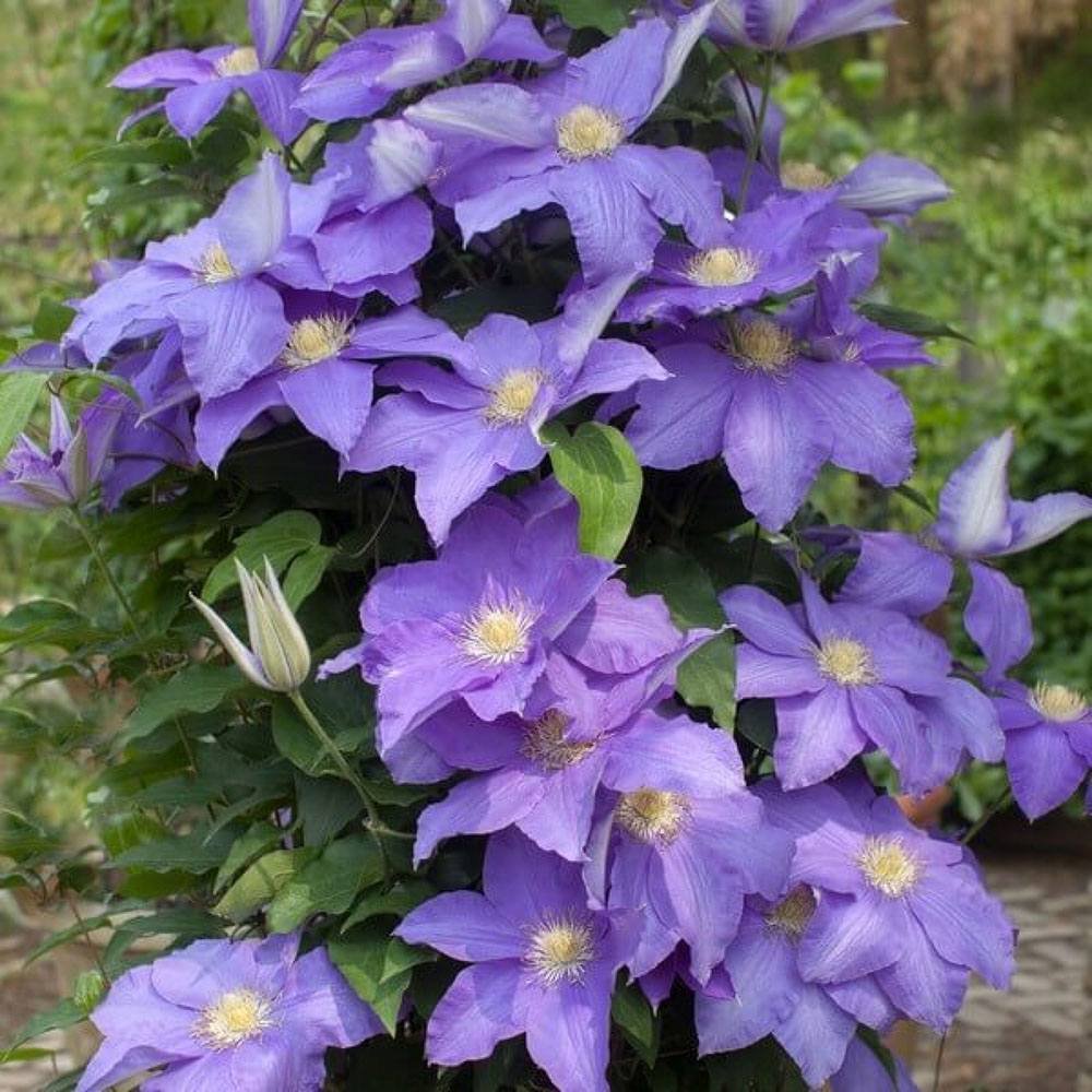 Clematis (Clematita) Rhapsody, cu flori albastre-violet, cataratoare