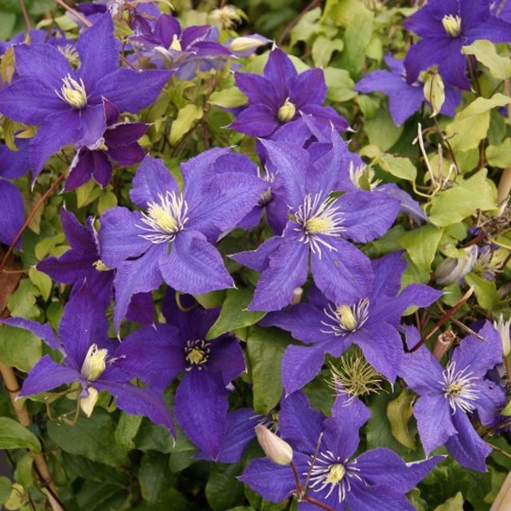 Clematis (Clematita) Rhapsody, cu flori albastre-violet, cataratoare