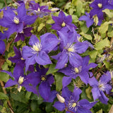 Clematis (Clematita) Rhapsody, cu flori albastre-violet, cataratoare - VERDENA-75 cm inaltime livrat in ghiveci de 3 l