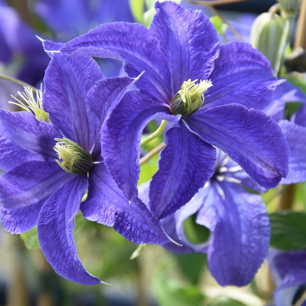Clematis (Clematita) Rhapsody, cu flori albastre-violet, cataratoare