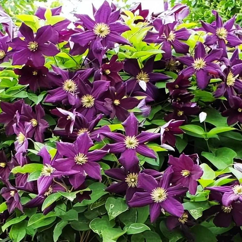 Clematis (Clematita) Romantika, cu Flori mov-inchise, Cataratoare