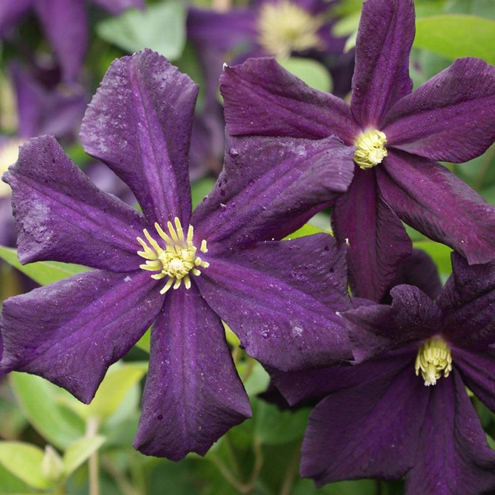 Clematis (Clematita) Romantika, cu Flori mov-inchise, Cataratoare