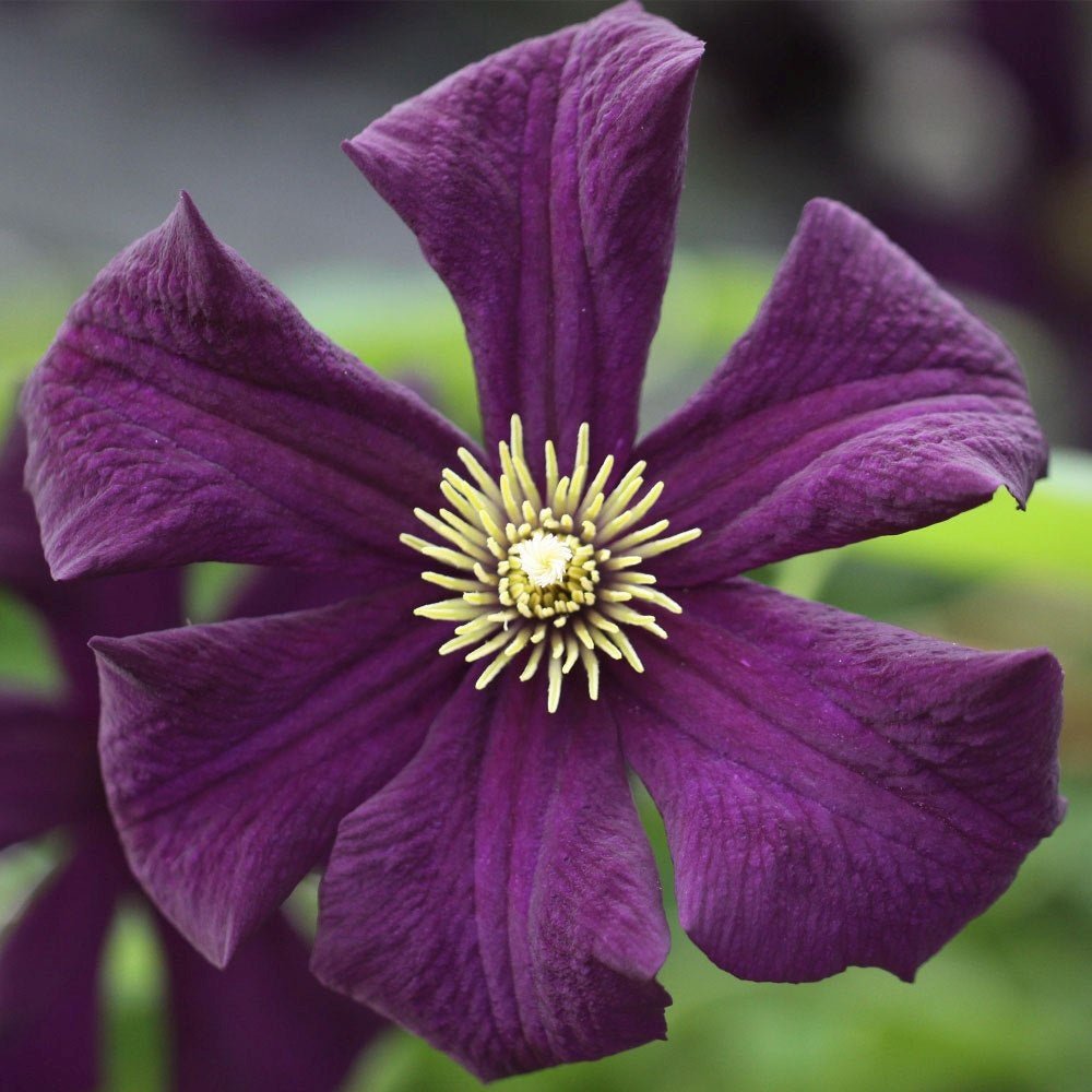 Clematis (Clematita) Romantika, cu Flori mov-inchise, Cataratoare