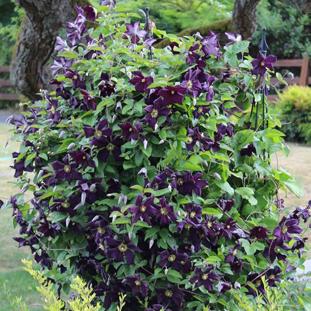 Clematis (Clematita) Romantika, cu Flori mov-inchise, Cataratoare