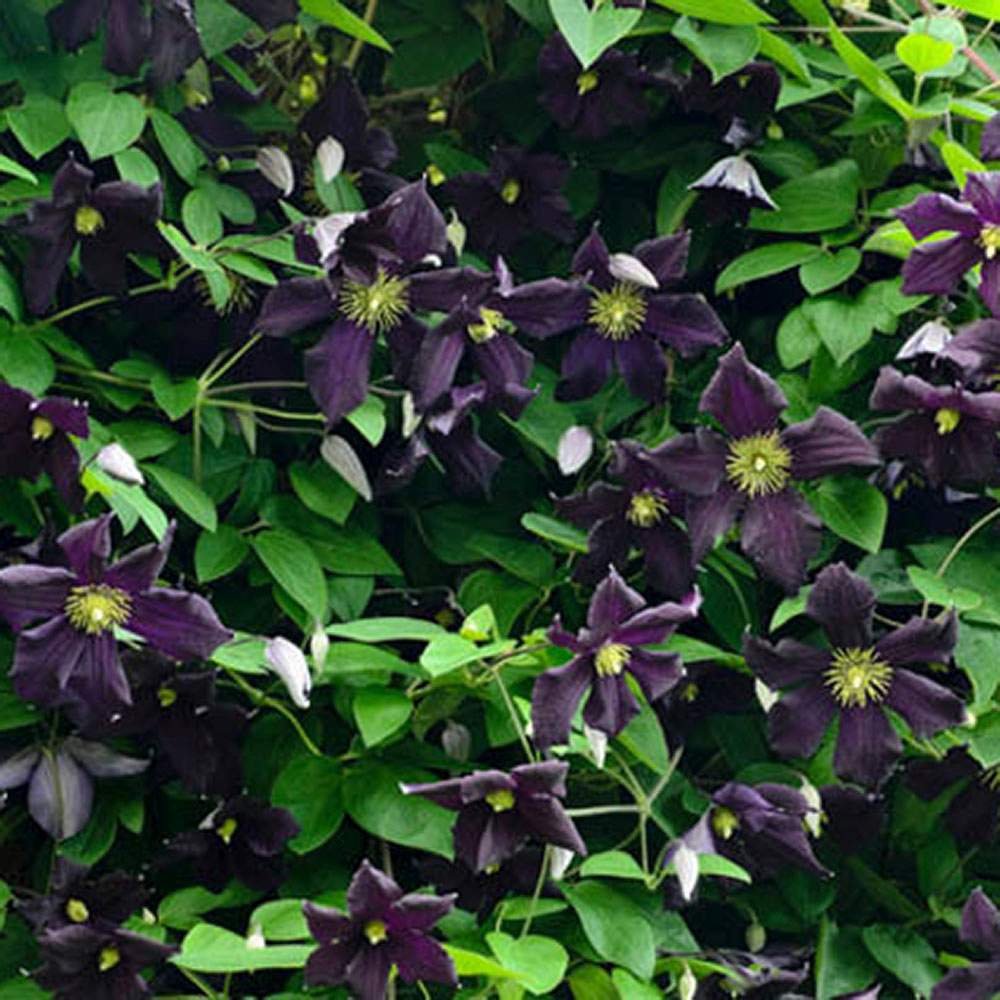 Clematis (Clematita) Romantika, cu Flori mov-inchise, Cataratoare