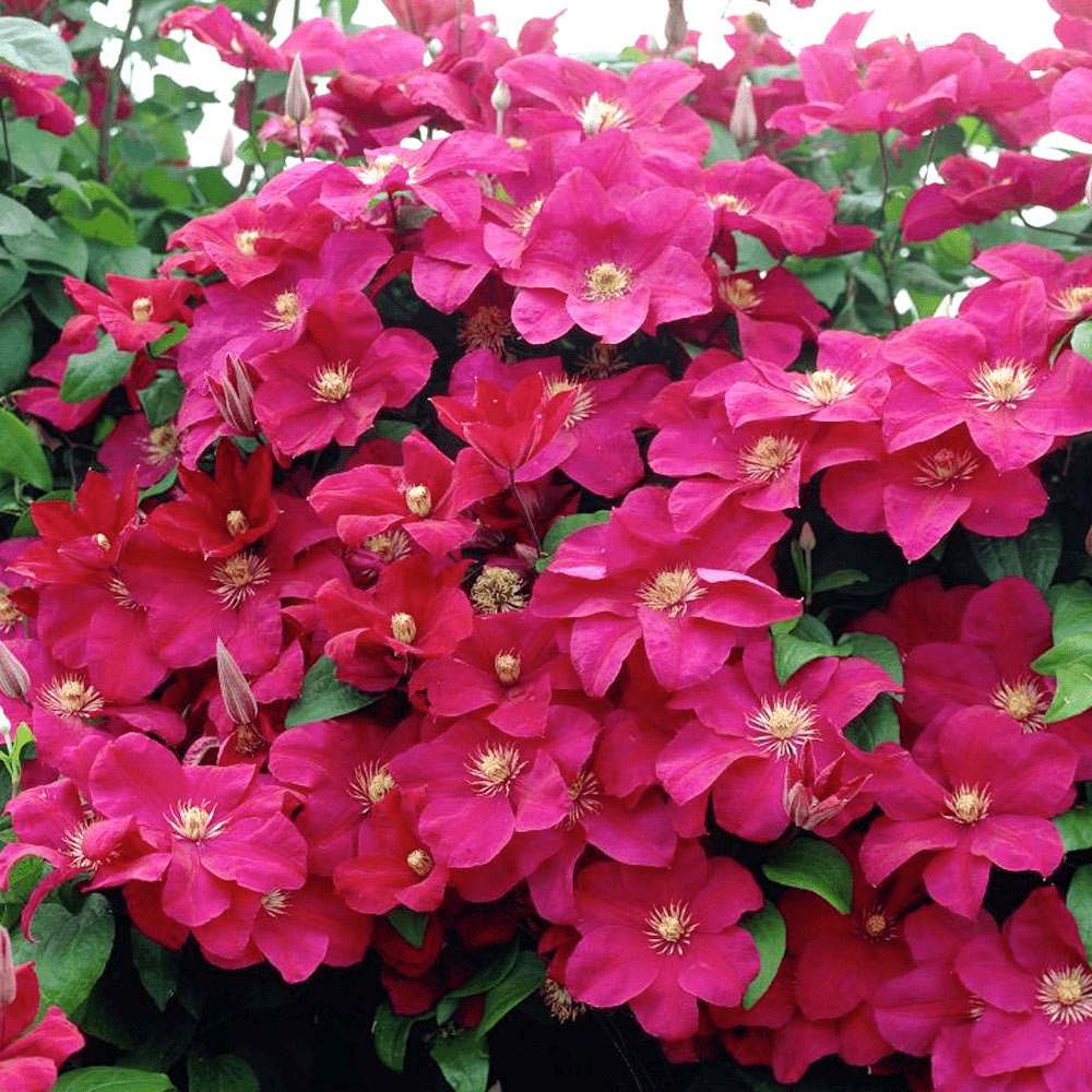Clematis (Clematita) Rouge Cardinal, cu Flori Purpurii, Cataratoare