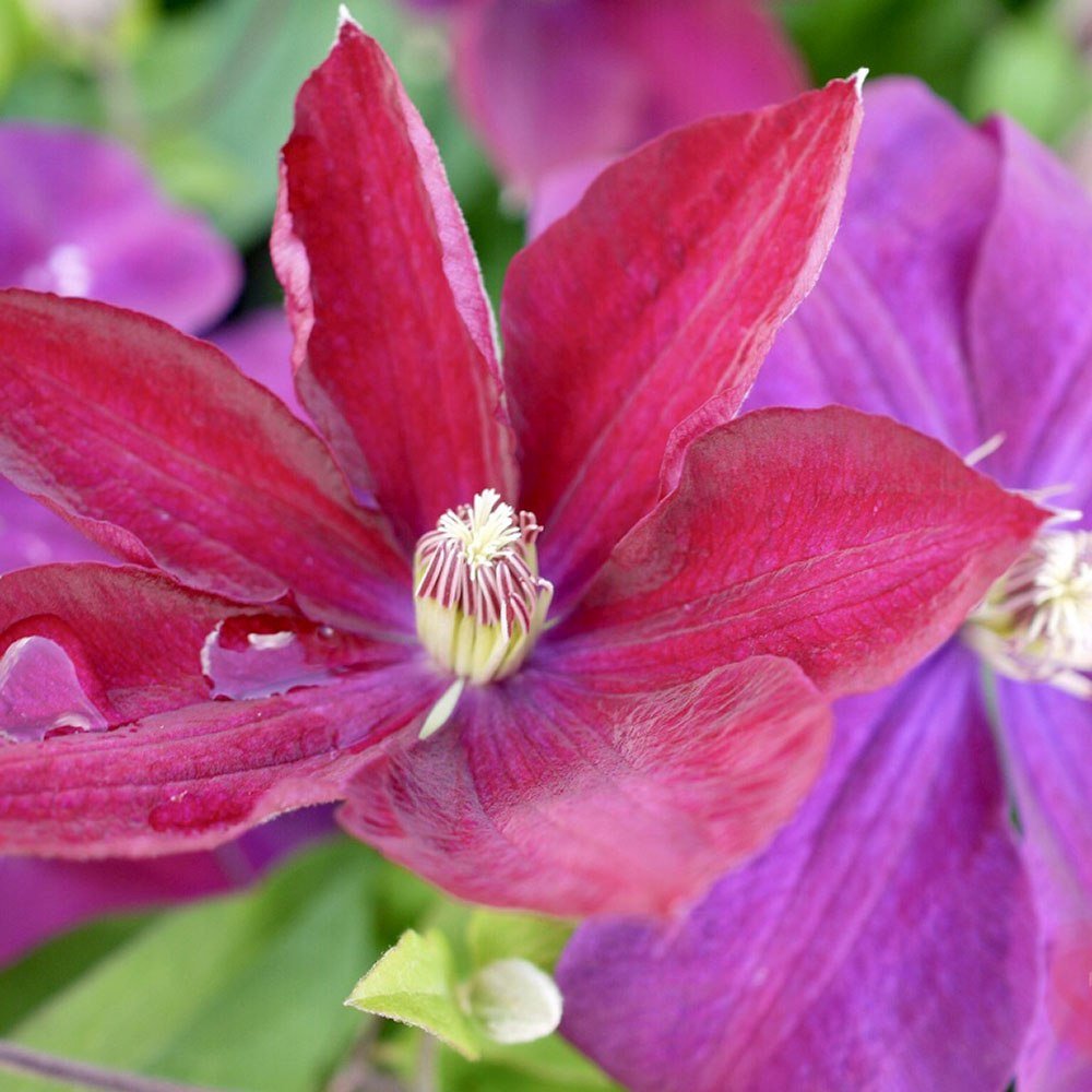 Clematis (Clematita) Rouge Cardinal, cu Flori Purpurii, Cataratoare