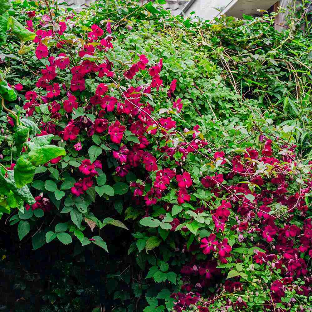 Clematis (Clematita) Rouge Cardinal, cu Flori Purpurii, Cataratoare