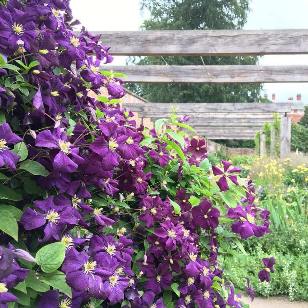 Clematis (Clematita) Star of India, cu flori violet, cataratoare