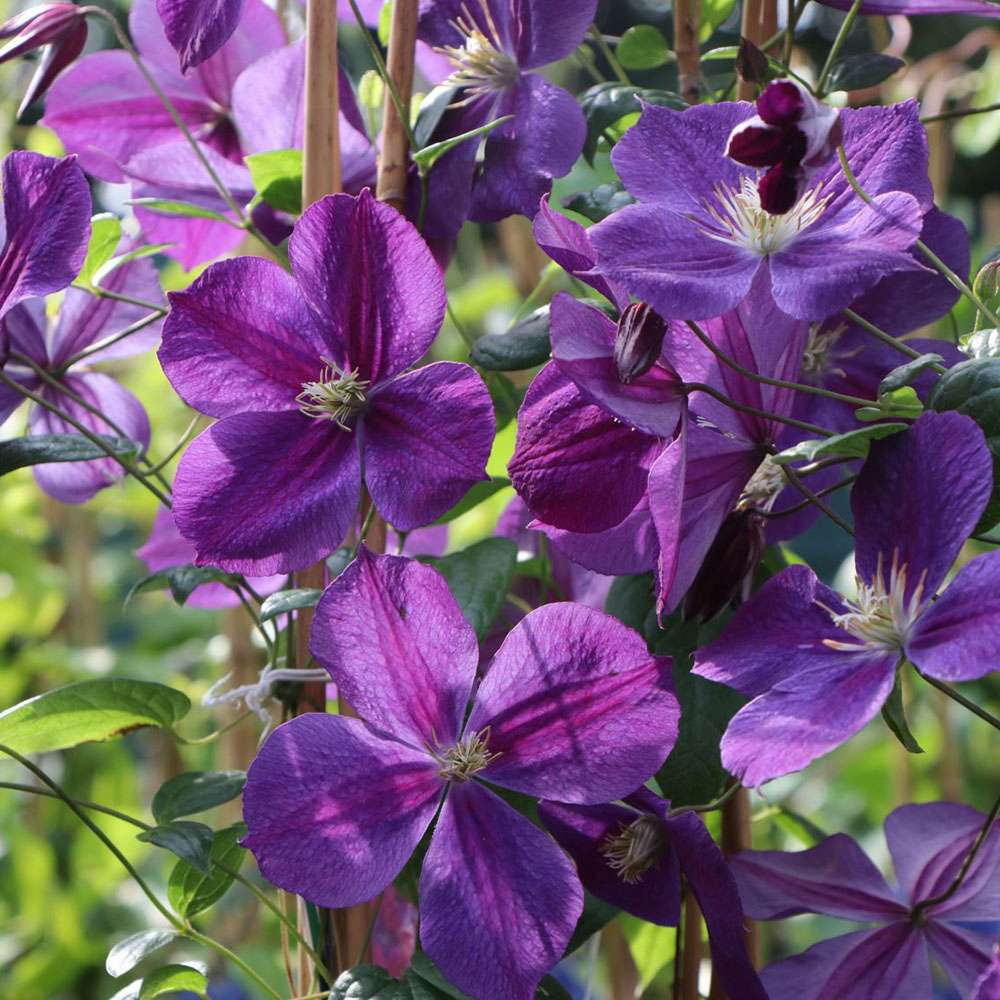 Clematis (Clematita) Star of India, cu flori violet, cataratoare