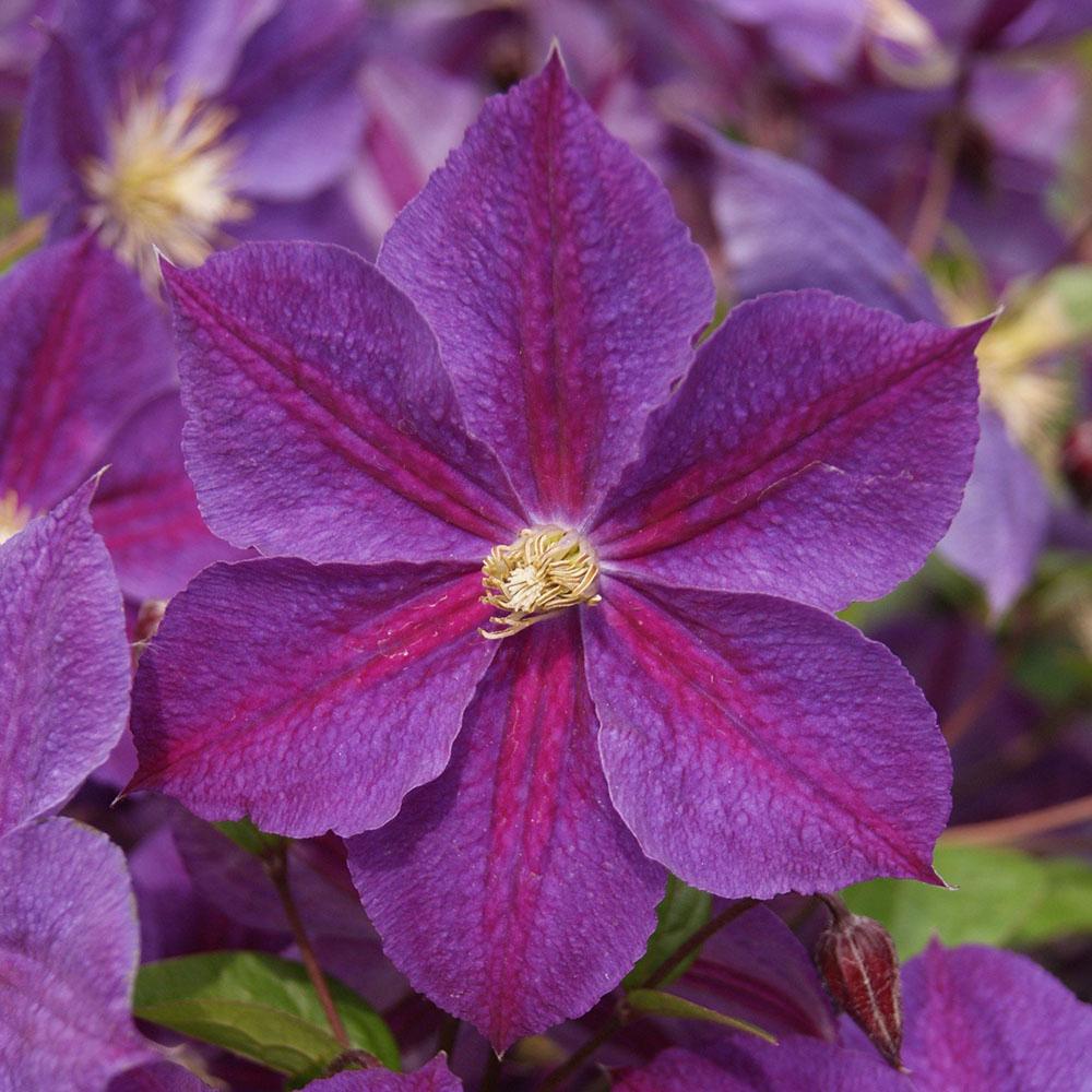 Clematis (Clematita) Star of India, cu flori violet, cataratoare