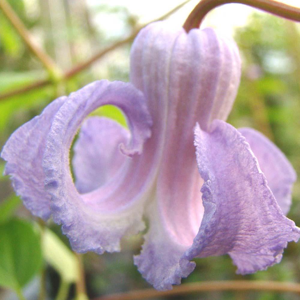 Clematis Hibrid Crispa, cu Flori Albastre-Violet, Cataratoare